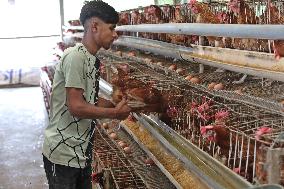 Egg Production - Bangladesh