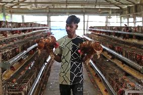 Egg Production - Bangladesh