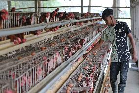 Egg Production - Bangladesh