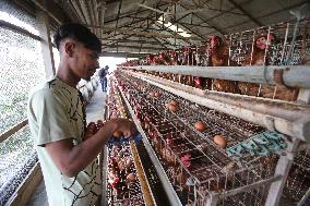 Egg Production - Bangladesh