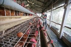 Egg Production - Bangladesh