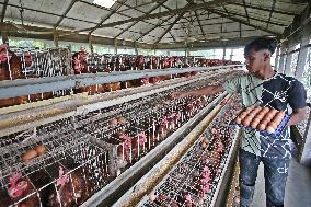 Egg Production - Bangladesh