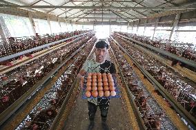 Egg Production - Bangladesh