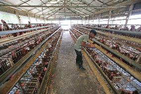 Egg Production - Bangladesh