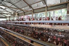 Egg Production - Bangladesh