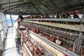 Egg Production - Bangladesh