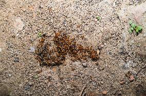 Trichomyrmex Destructor - Destructive Trailing Ant - Animal India