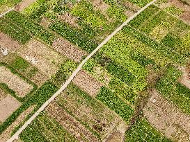 A Rural Vegetable Base in Guizhou