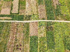 A Rural Vegetable Base in Guizhou