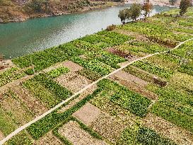 A Rural Vegetable Base in Guizhou