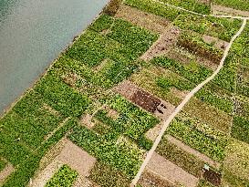 A Rural Vegetable Base in Guizhou