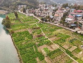 A Rural Vegetable Base in Guizhou