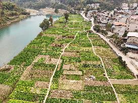 A Rural Vegetable Base in Guizhou