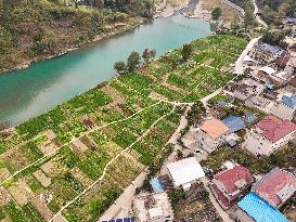 A Rural Vegetable Base in Guizhou