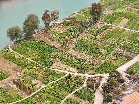 A Rural Vegetable Base in Guizhou