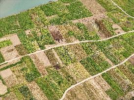 A Rural Vegetable Base in Guizhou