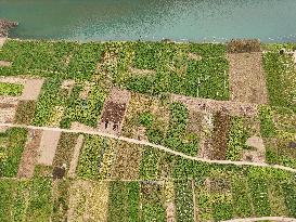 A Rural Vegetable Base in Guizhou