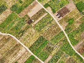 A Rural Vegetable Base in Guizhou