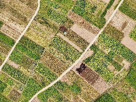 A Rural Vegetable Base in Guizhou