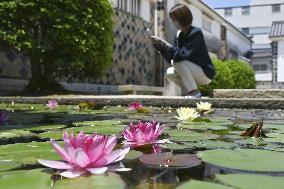 Water lilies at Ohara museum in western Japan