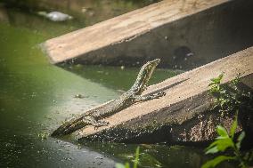 Indonesia Animal