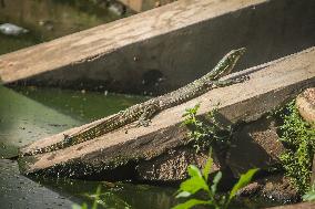 Indonesia Animal