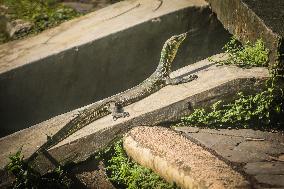 Indonesia Animal