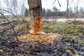 Papioru ponds struggling with beavers