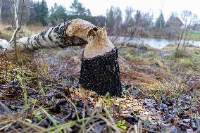 Papioru ponds struggling with beavers