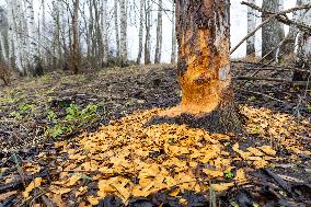 Papioru ponds struggling with beavers