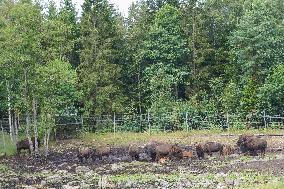 Moose Park In Markaryd, Sweden