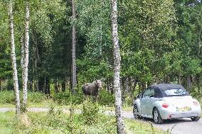 Moose Park In Markaryd, Sweden