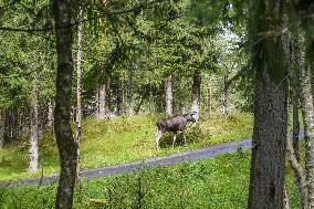 Moose Park In Markaryd, Sweden