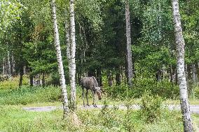 Moose Park In Markaryd, Sweden