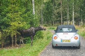 Moose Park In Markaryd, Sweden