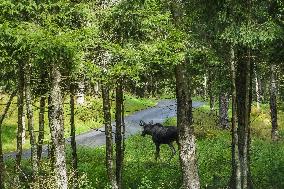 Moose Park In Markaryd, Sweden