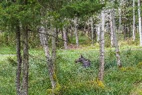 Moose Park In Markaryd, Sweden