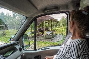 Moose Park In Markaryd, Sweden