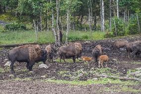 Moose Park In Markaryd, Sweden