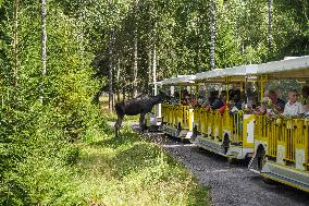 Moose Park In Markaryd, Sweden