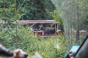 Moose Park In Markaryd, Sweden