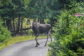 Moose Park In Markaryd, Sweden