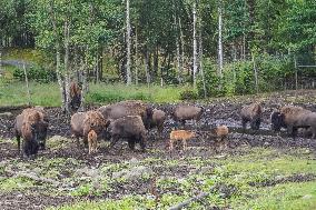 Moose Park In Markaryd, Sweden