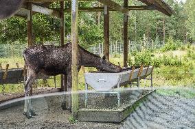 Moose Park In Markaryd, Sweden