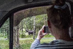 Moose Park In Markaryd, Sweden