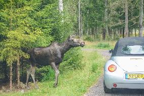 Moose Park In Markaryd, Sweden