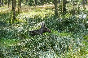 Moose Park In Markaryd, Sweden