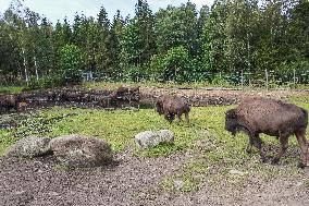 Moose Park In Markaryd, Sweden