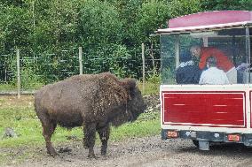 Moose Park In Markaryd, Sweden