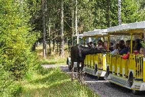 Moose Park In Markaryd, Sweden